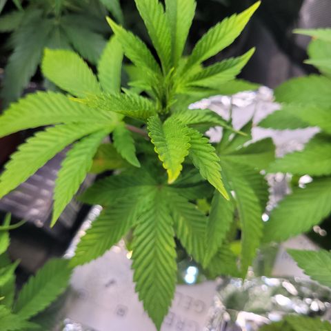 Green Gelato growlog timeline photo