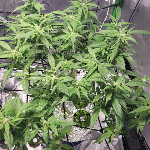 OG Kush #1 growlog timeline photo