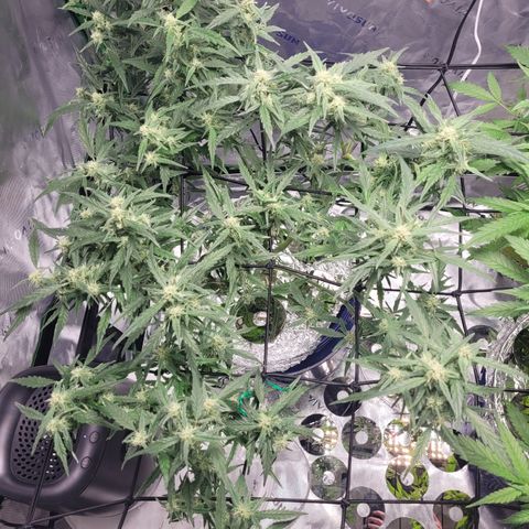 O.G. Kush #2 growlog timeline photo