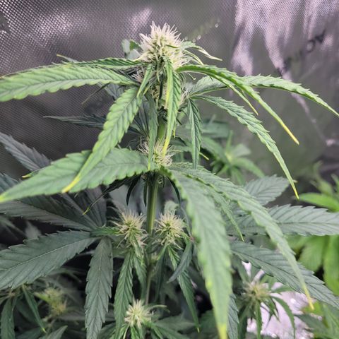 Orion F1 growlog timeline photo
