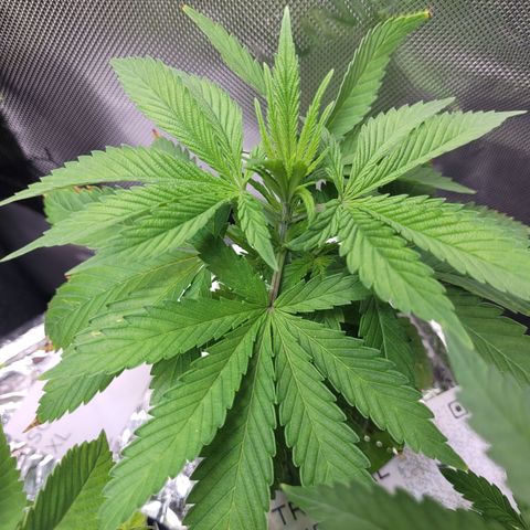 Somango XL growlog timeline photo