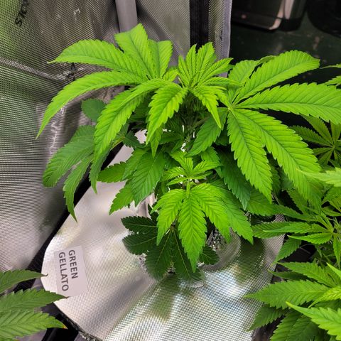 Green Gelato growlog timeline photo
