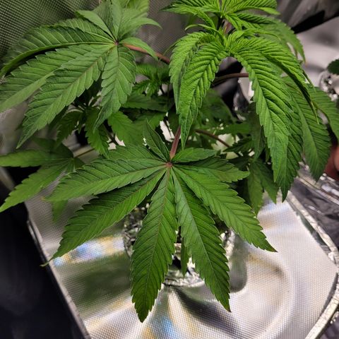 Tropical Mirage growlog timeline photo