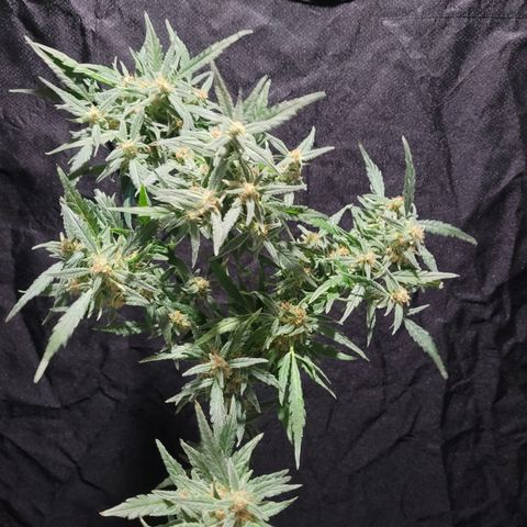 O.G. Kush #2 growlog timeline photo