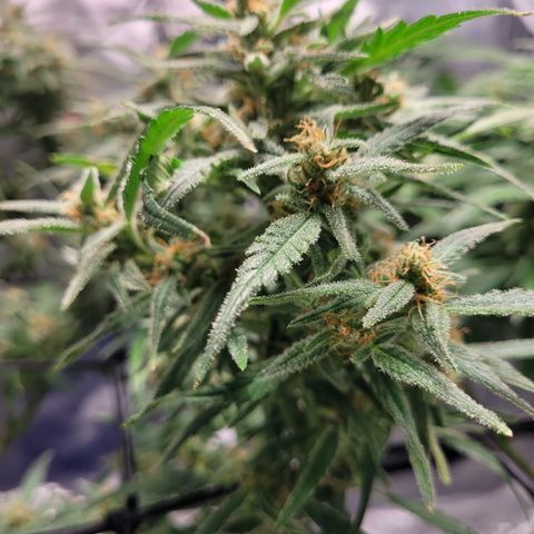 O.G. Kush #2 growlog timeline photo