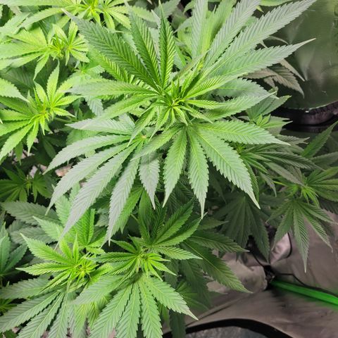 Somango XL growlog timeline photo