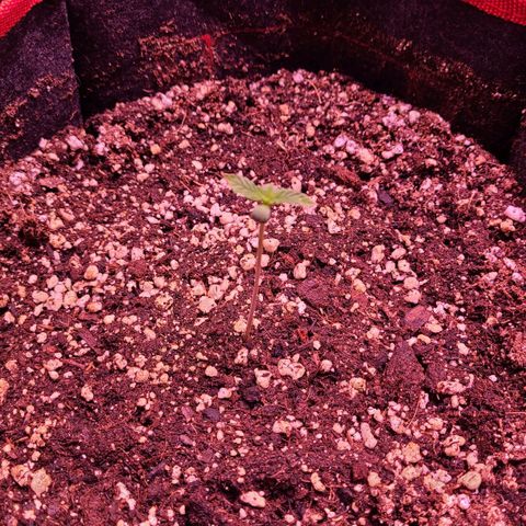 Bruce Banner 3 growlog photo: Немного горят кончики листьев