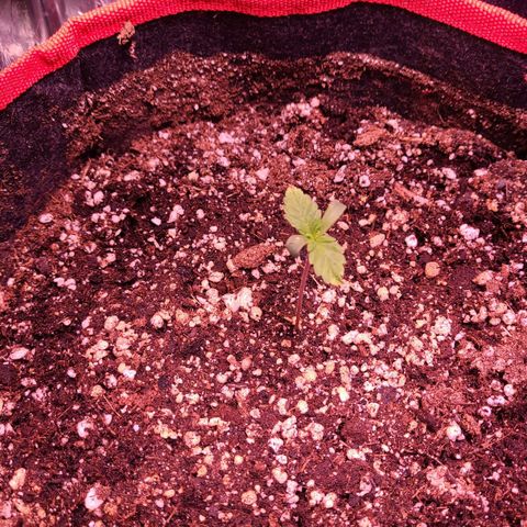 Gorilla Glue 4 growlog timeline photo