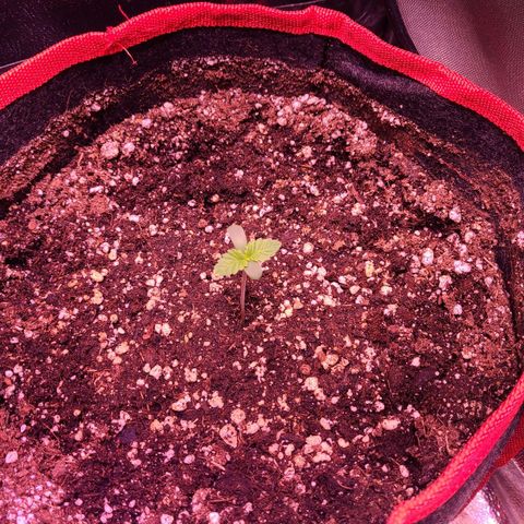 Wedding Cake growlog timeline photo