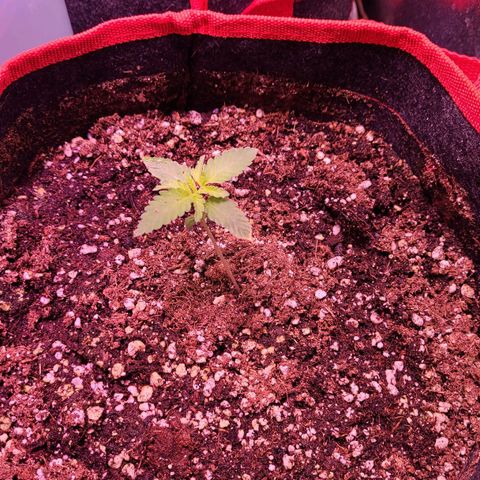 Bruce Banner 3 growlog timeline photo