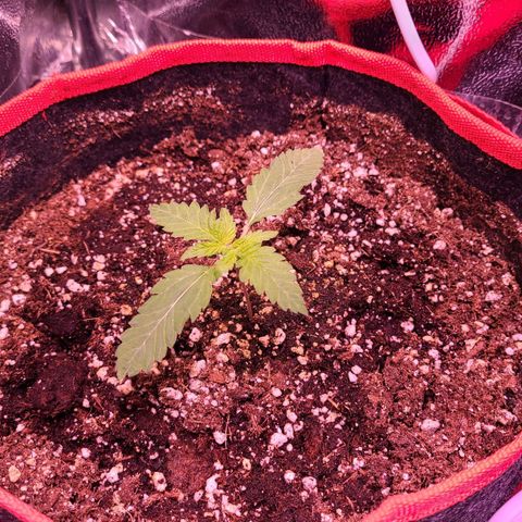 Gorilla Glue 4 growlog timeline photo