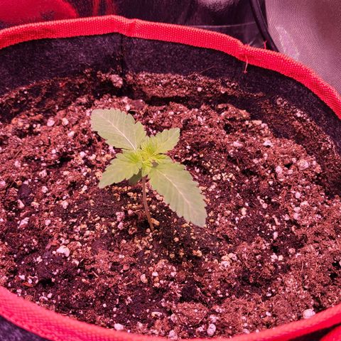 Wedding Cake growlog timeline photo