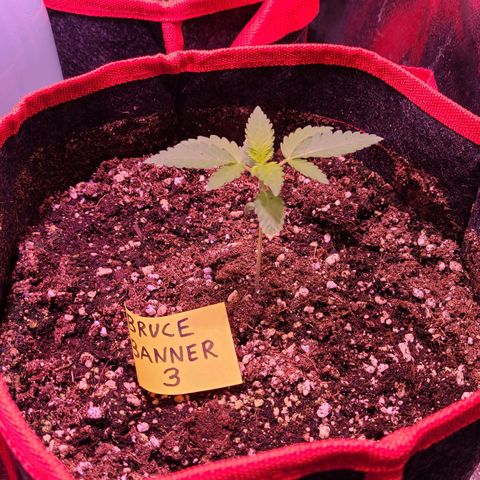 Bruce Banner 3 growlog timeline photo