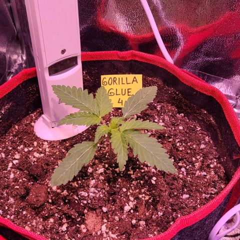 Gorilla Glue 4 growlog timeline photo