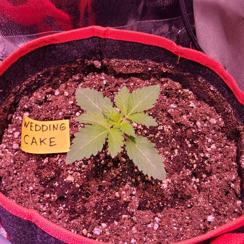 Wedding Cake growlog timeline photo