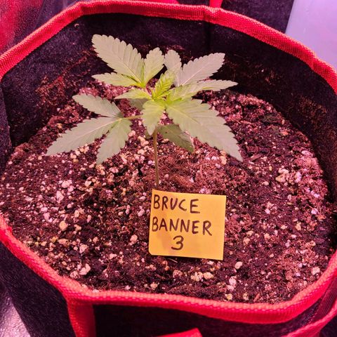 Bruce Banner 3 growlog timeline photo