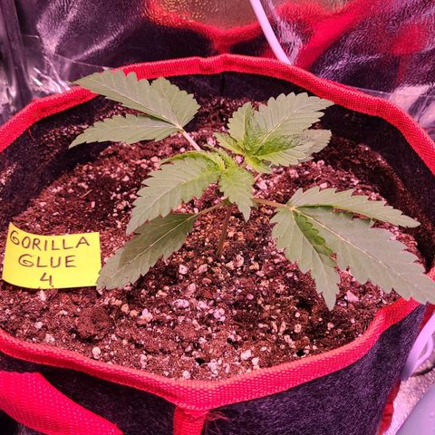 Gorilla Glue 4 growlog timeline photo