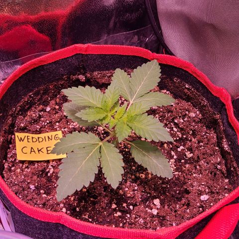 Wedding Cake growlog timeline photo