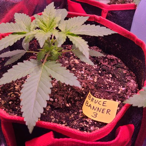Bruce Banner 3 growlog timeline photo