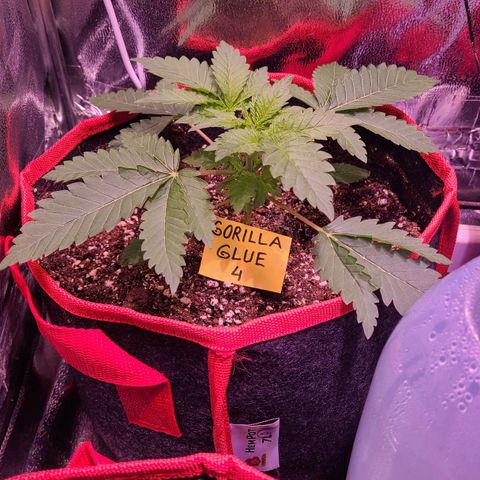 Gorilla Glue 4 growlog timeline photo