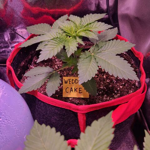 Wedding Cake growlog timeline photo