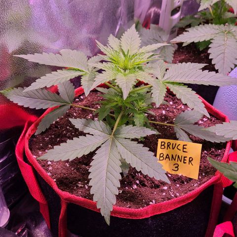 Bruce Banner 3 growlog timeline photo