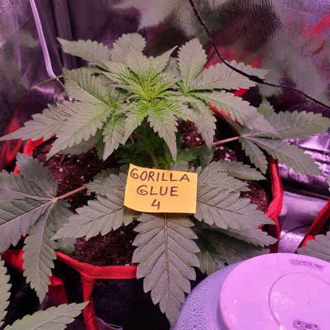 Gorilla Glue 4 growlog timeline photo