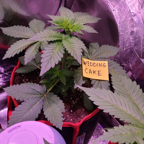 Wedding Cake growlog timeline photo