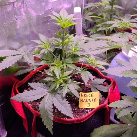 Bruce Banner 3 growlog timeline photo