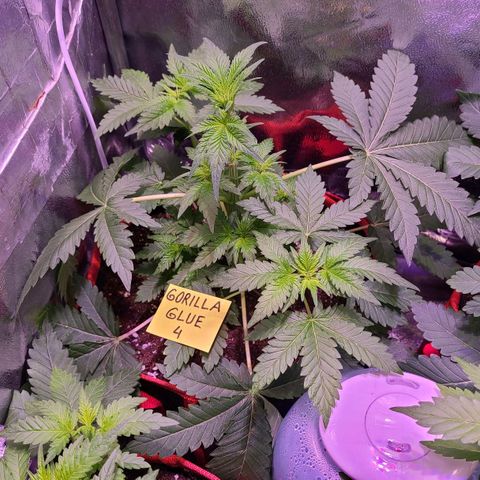 Gorilla Glue 4 growlog timeline photo