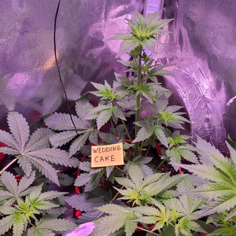 Wedding Cake growlog timeline photo
