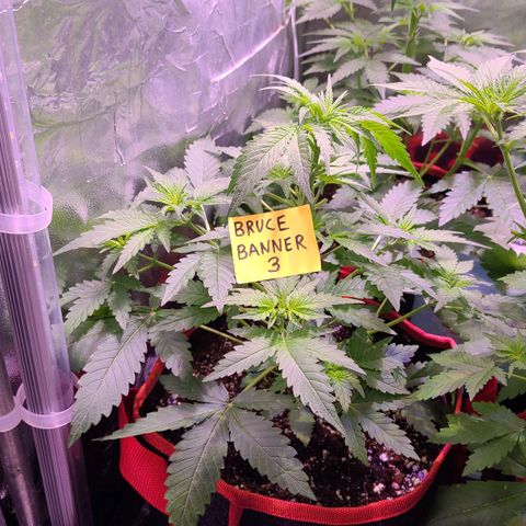Bruce Banner 3 growlog timeline photo