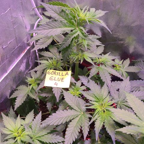 Gorilla Glue 4 growlog timeline photo