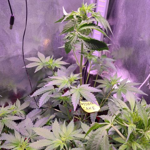 Wedding Cake growlog timeline photo