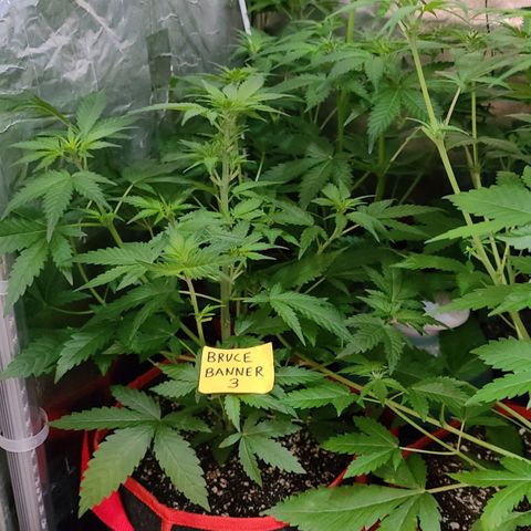 Bruce Banner 3 growlog timeline photo