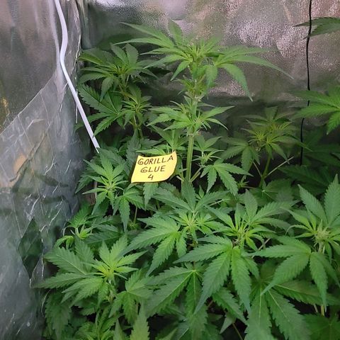 Gorilla Glue 4 growlog timeline photo