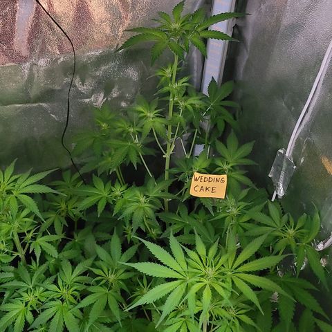 Wedding Cake growlog timeline photo
