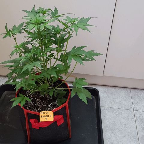 Bruce Banner 3 growlog timeline photo