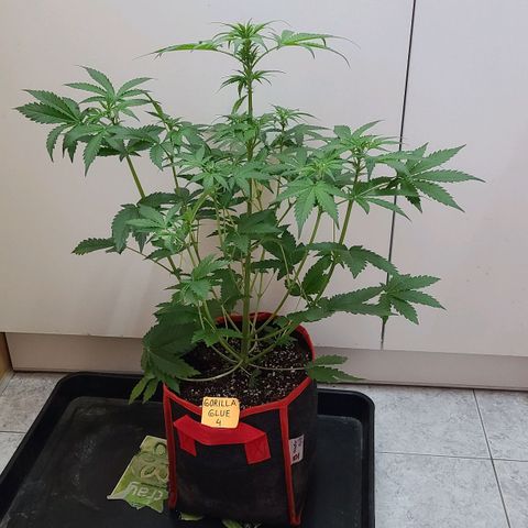 Gorilla Glue 4 growlog timeline photo