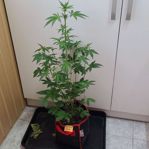 Wedding Cake growlog timeline photo