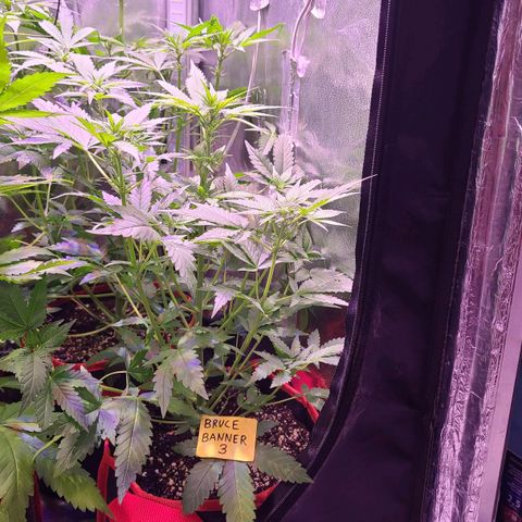 Bruce Banner 3 growlog timeline photo