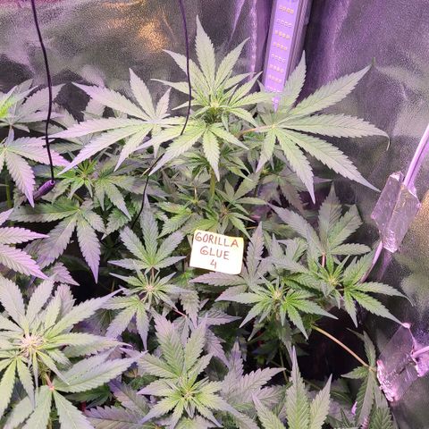 Gorilla Glue 4 growlog timeline photo