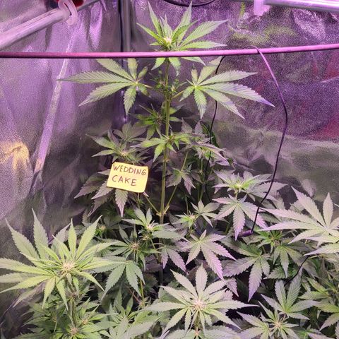 Wedding Cake growlog timeline photo