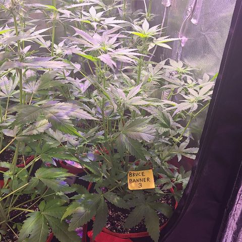 Bruce Banner 3 growlog timeline photo