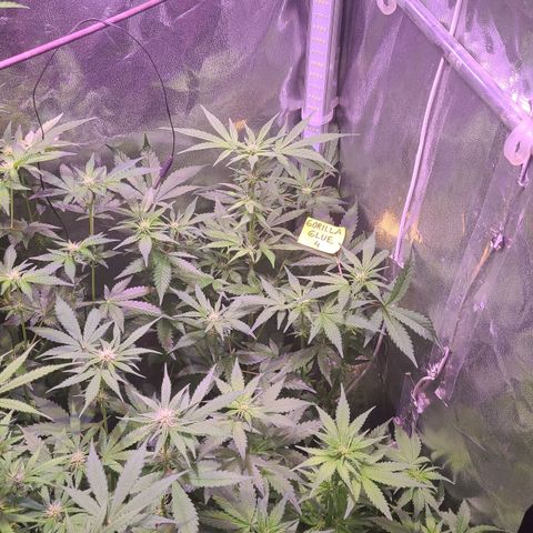 Gorilla Glue 4 growlog timeline photo