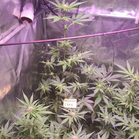 Wedding Cake growlog timeline photo