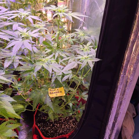 Bruce Banner 3 growlog timeline photo