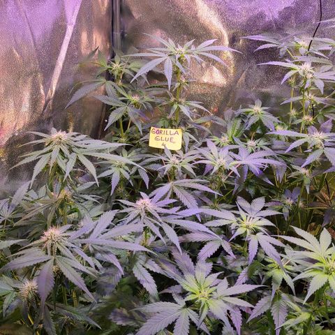 Gorilla Glue 4 growlog timeline photo