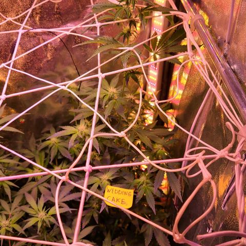Wedding Cake growlog timeline photo
