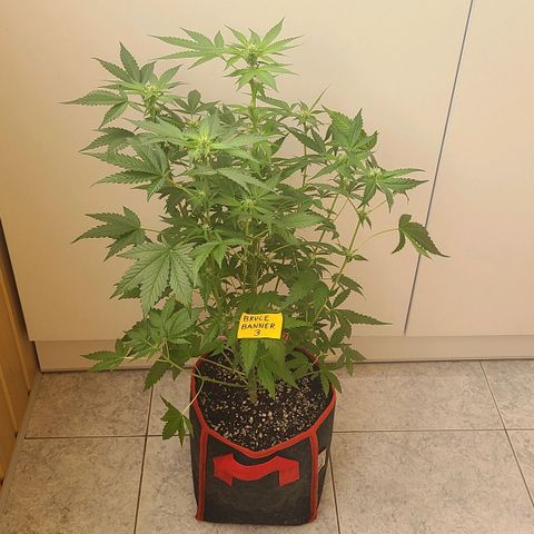 Bruce Banner 3 growlog timeline photo